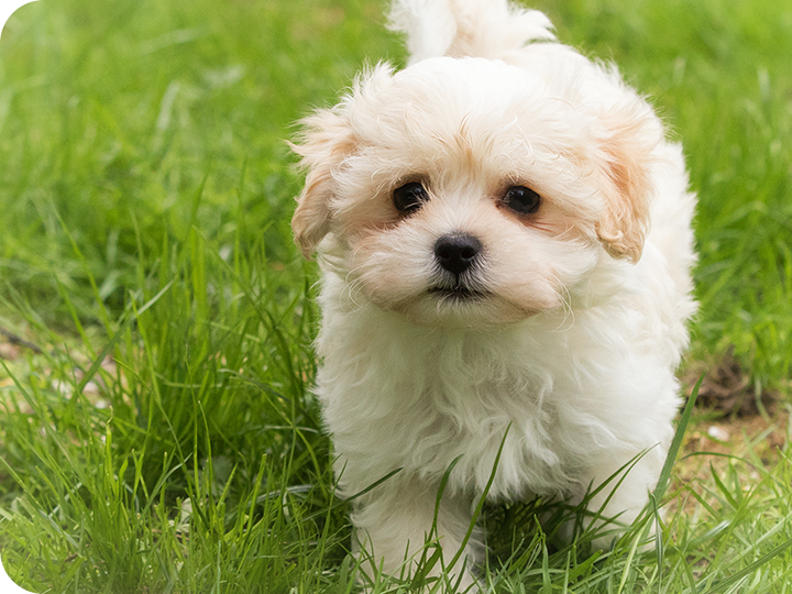 犬の健康を第一に考える、犬のための健康ステーション